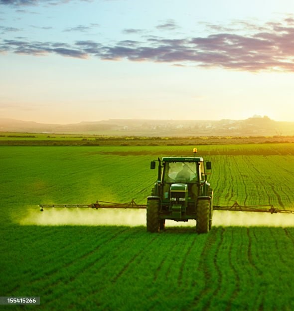 Tractor spraying a field of wheat